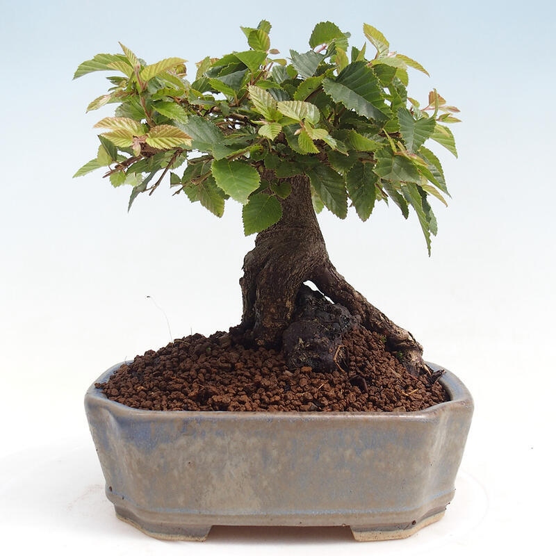 Venkovní bonsai -Carpinus CARPINOIDES - Habr korejský