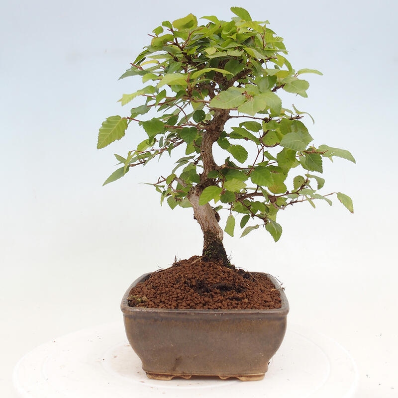 Venkovní bonsai -Carpinus CARPINOIDES - Habr korejský