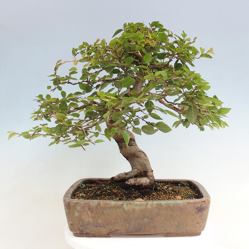 Venkovní bonsai -Carpinus CARPINOIDES - Habr korejský