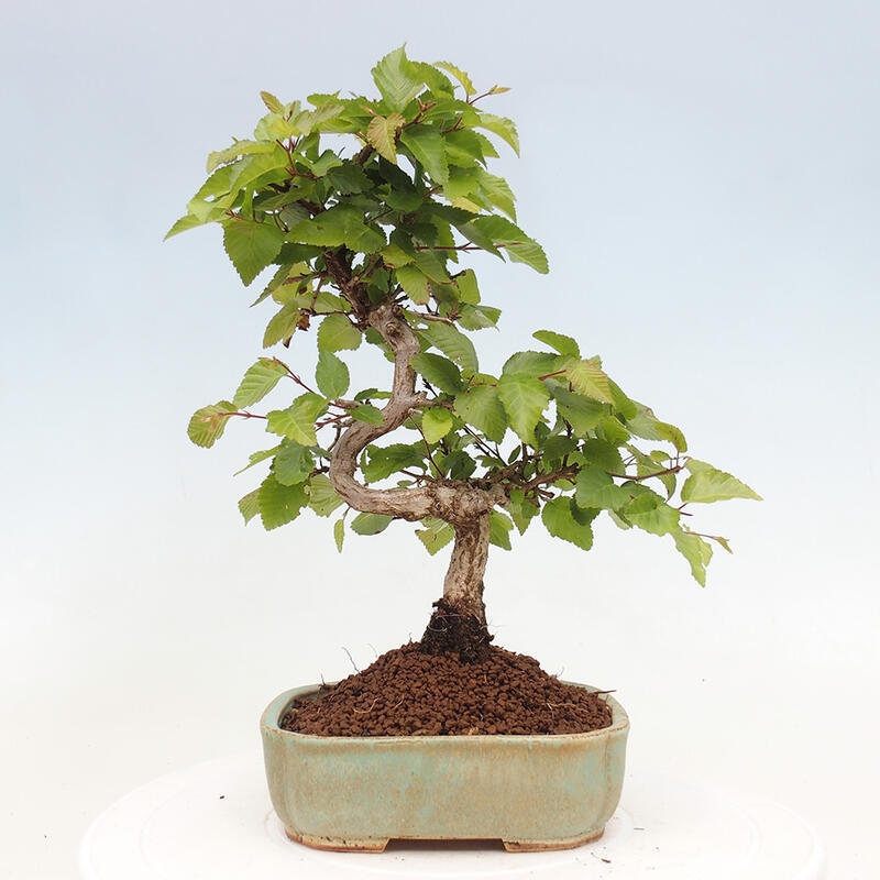 Venkovní bonsai -Carpinus CARPINOIDES - Habr korejský