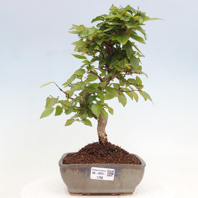 Venkovní bonsai -Carpinus CARPINOIDES - Habr korejský