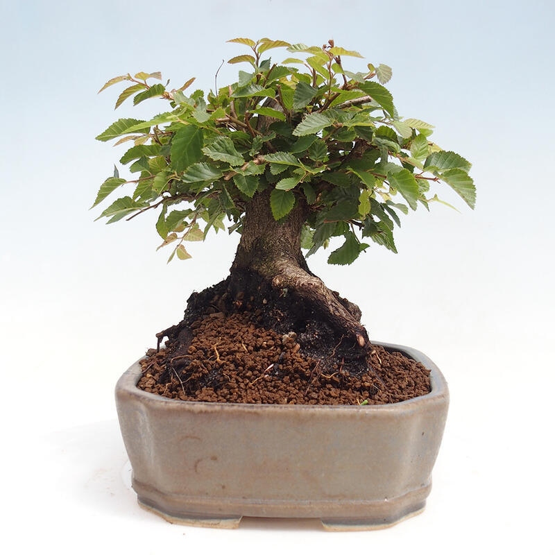 Venkovní bonsai -Carpinus CARPINOIDES - Habr korejský