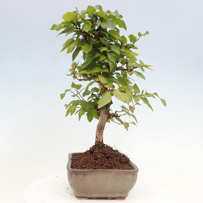 Venkovní bonsai -Carpinus CARPINOIDES - Habr korejský