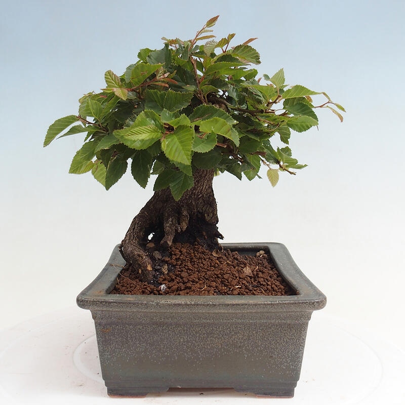 Venkovní bonsai -Carpinus CARPINOIDES - Habr korejský