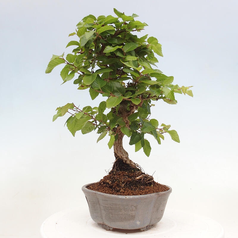 Venkovní bonsai -Carpinus CARPINOIDES - Habr korejský