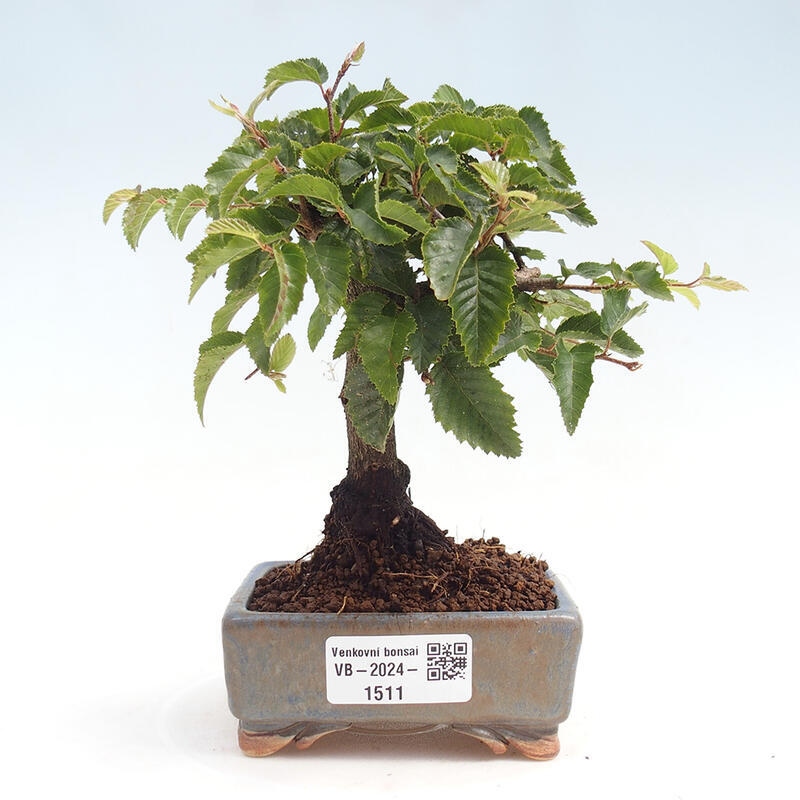 Venkovní bonsai -Carpinus CARPINOIDES - Habr korejský