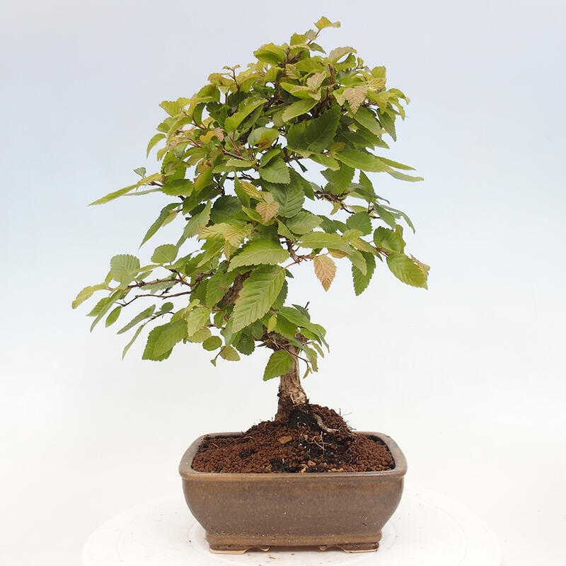 Venkovní bonsai -Carpinus CARPINOIDES - Habr korejský