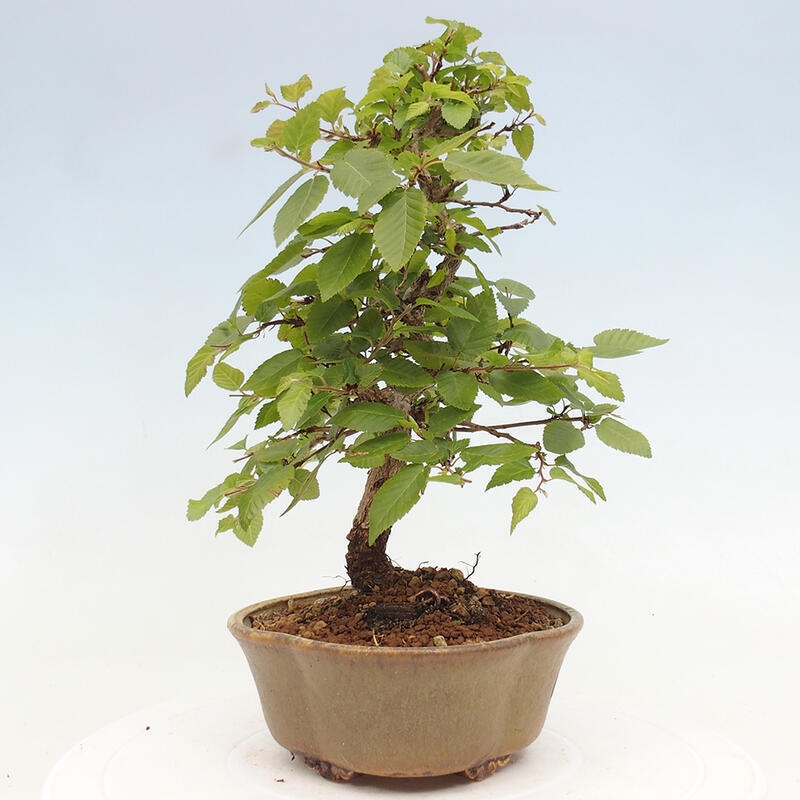 Venkovní bonsai -Carpinus CARPINOIDES - Habr korejský