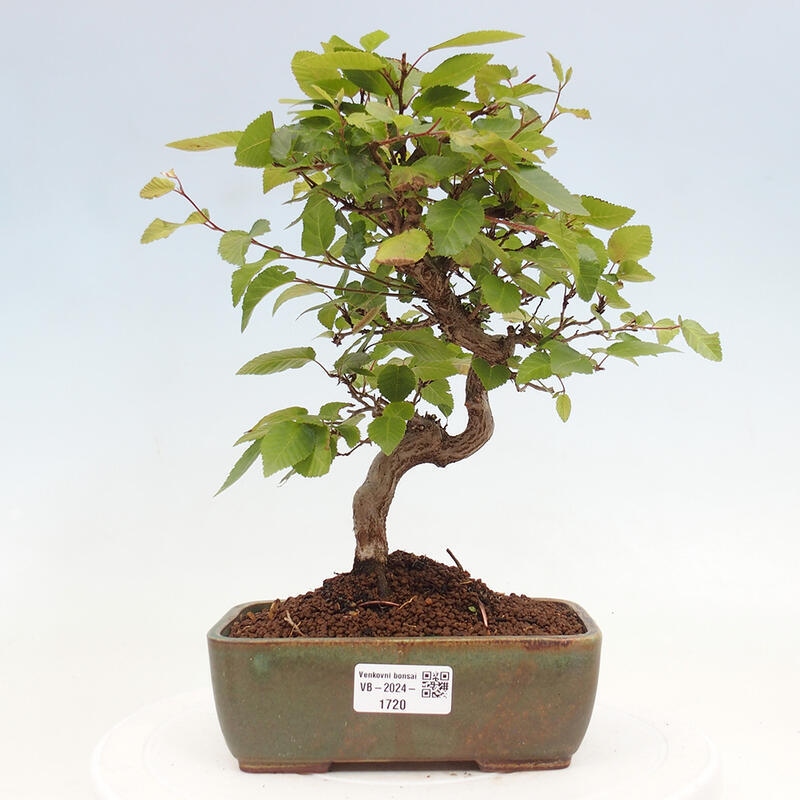 Venkovní bonsai -Carpinus CARPINOIDES - Habr korejský