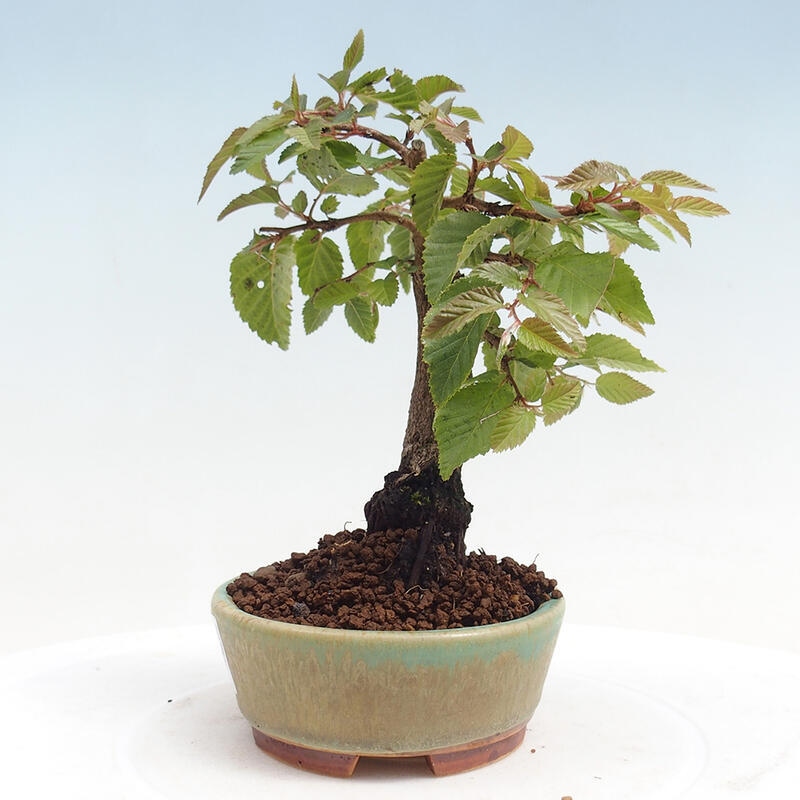 Venkovní bonsai -Carpinus CARPINOIDES - Habr korejský