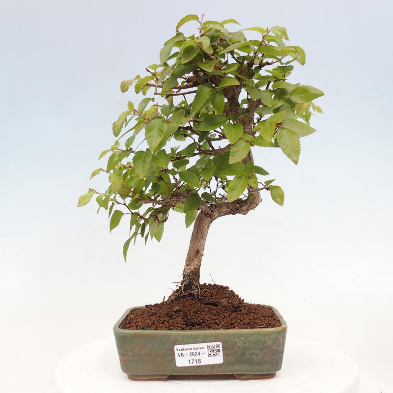 Venkovní bonsai -Carpinus CARPINOIDES - Habr korejský