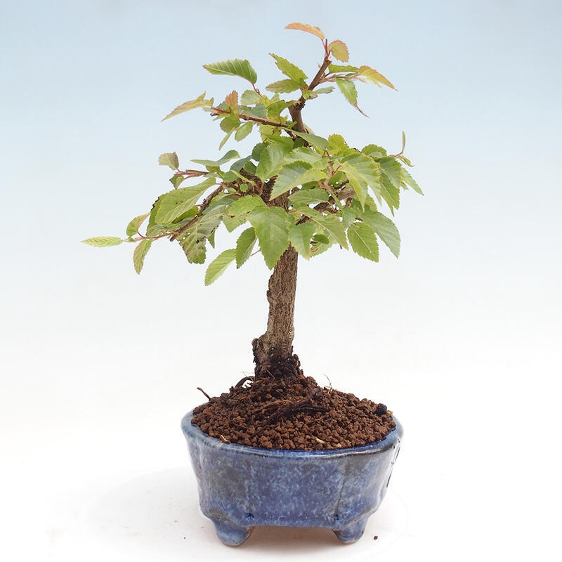 Venkovní bonsai -Carpinus CARPINOIDES - Habr korejský