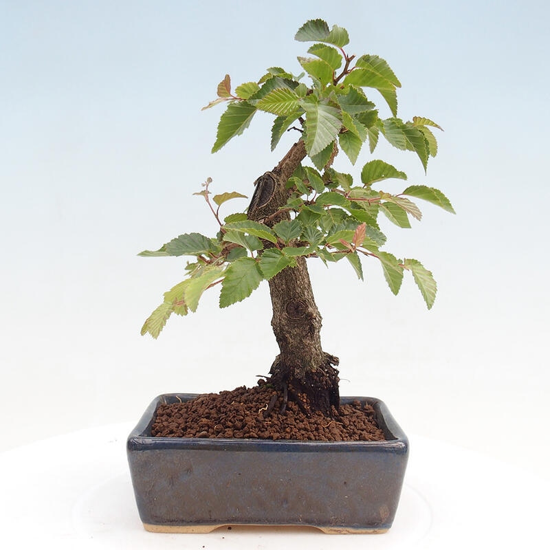 Venkovní bonsai -Carpinus CARPINOIDES - Habr korejský