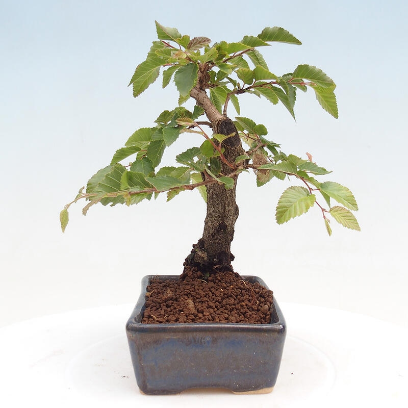 Venkovní bonsai -Carpinus CARPINOIDES - Habr korejský