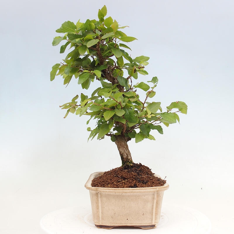 Venkovní bonsai -Carpinus CARPINOIDES - Habr korejský