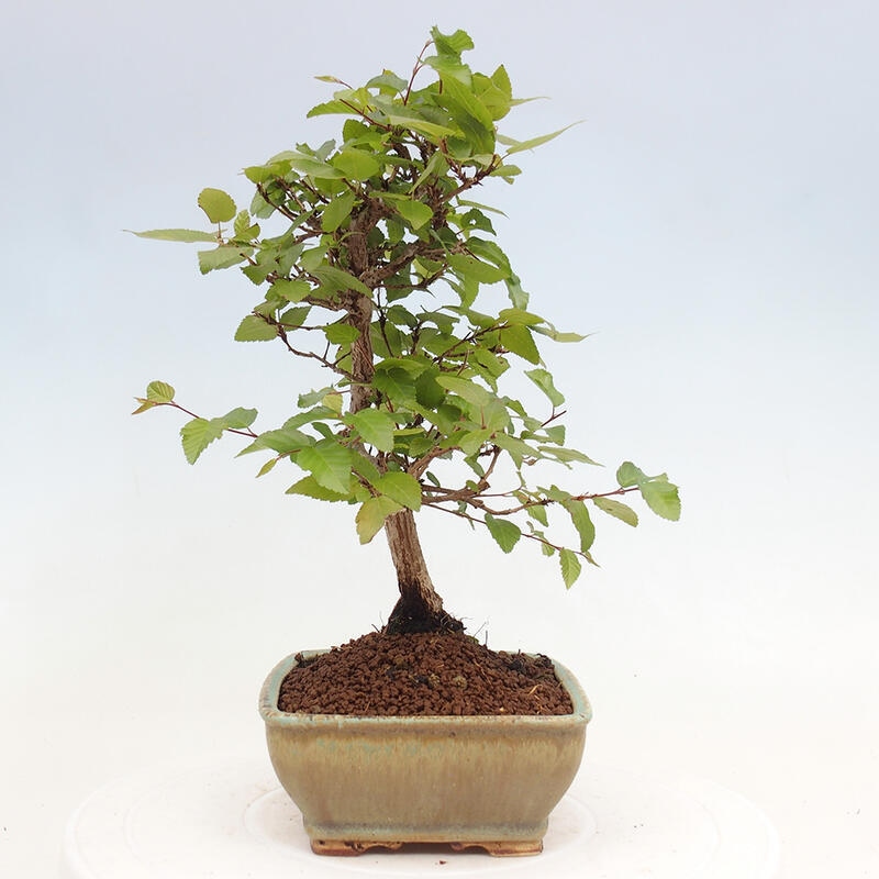 Venkovní bonsai -Carpinus CARPINOIDES - Habr korejský