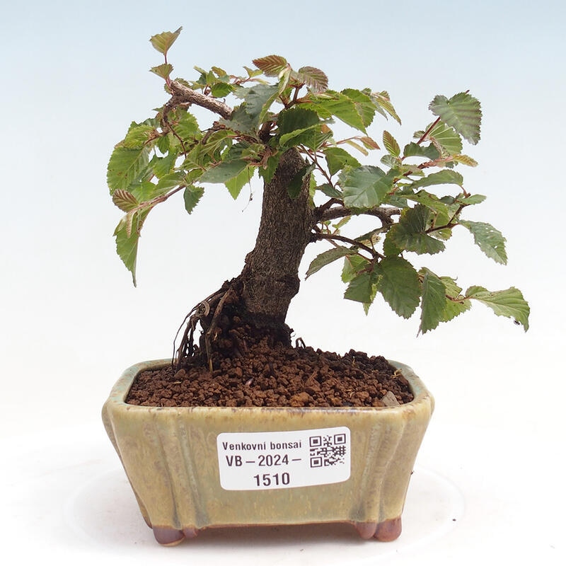 Venkovní bonsai -Carpinus CARPINOIDES - Habr korejský