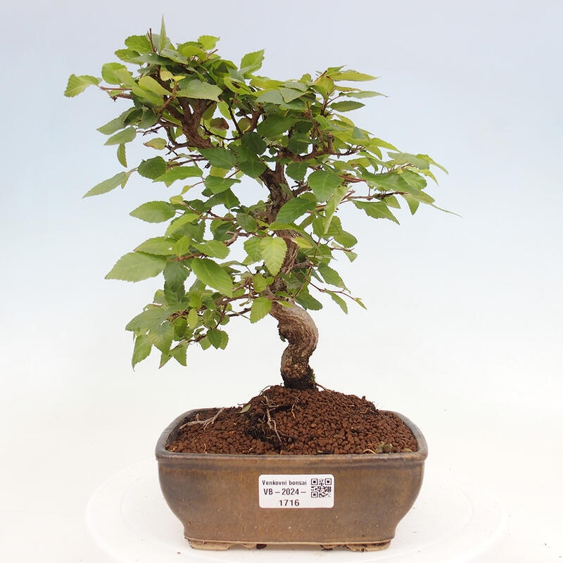 Venkovní bonsai -Carpinus CARPINOIDES - Habr korejský