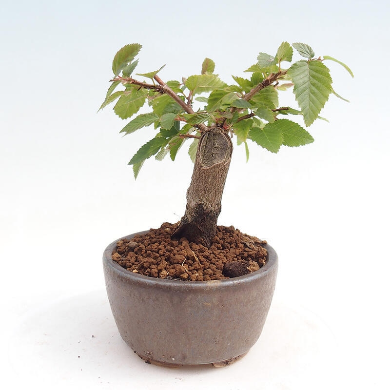 Venkovní bonsai -Carpinus CARPINOIDES - Habr korejský