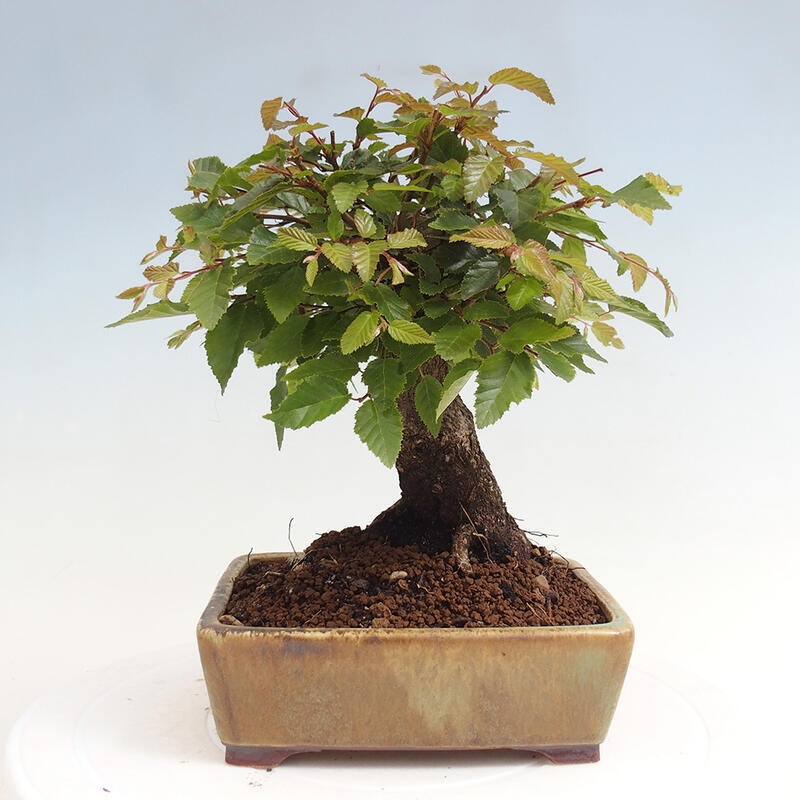 Venkovní bonsai -Carpinus CARPINOIDES - Habr korejský