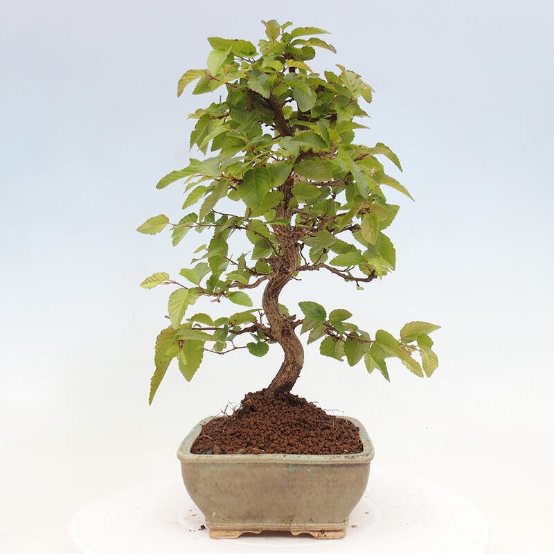 Venkovní bonsai -Carpinus CARPINOIDES - Habr korejský