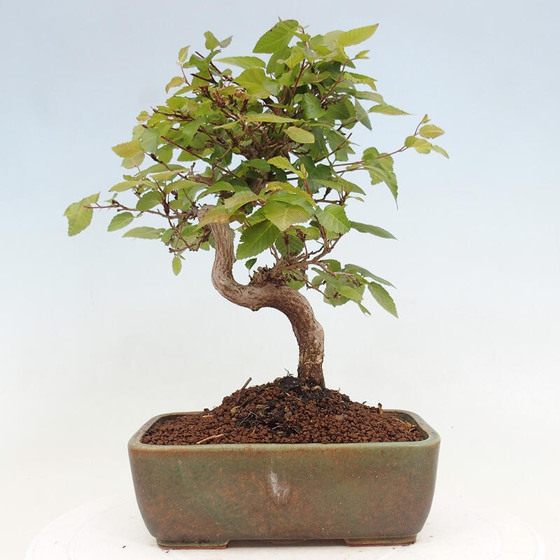 Venkovní bonsai -Carpinus CARPINOIDES - Habr korejský