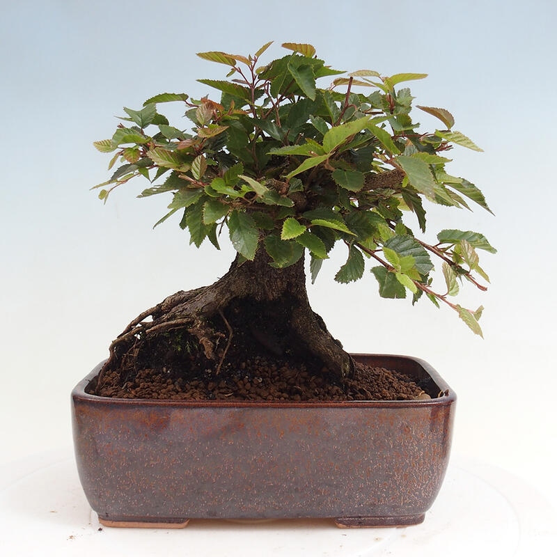 Venkovní bonsai -Carpinus CARPINOIDES - Habr korejský