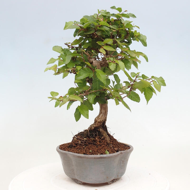 Venkovní bonsai -Carpinus CARPINOIDES - Habr korejský