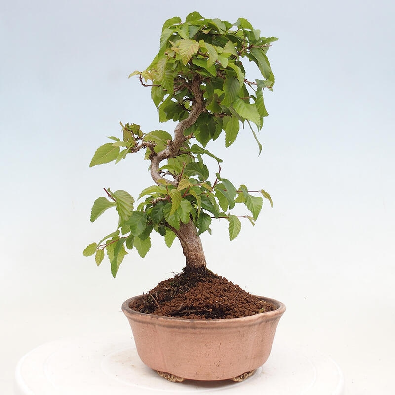 Venkovní bonsai -Carpinus CARPINOIDES - Habr korejský