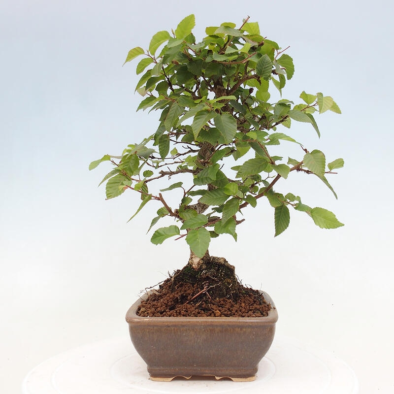 Venkovní bonsai -Carpinus CARPINOIDES - Habr korejský