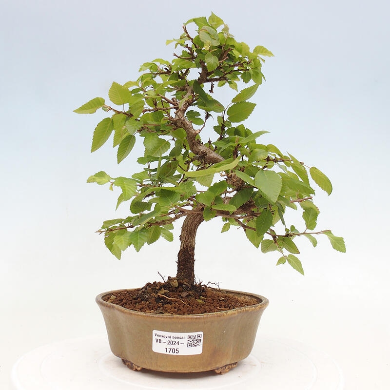 Venkovní bonsai -Carpinus CARPINOIDES - Habr korejský