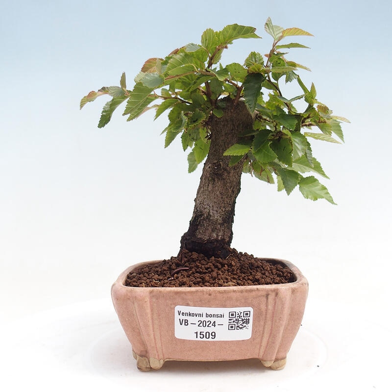 Venkovní bonsai -Carpinus CARPINOIDES - Habr korejský