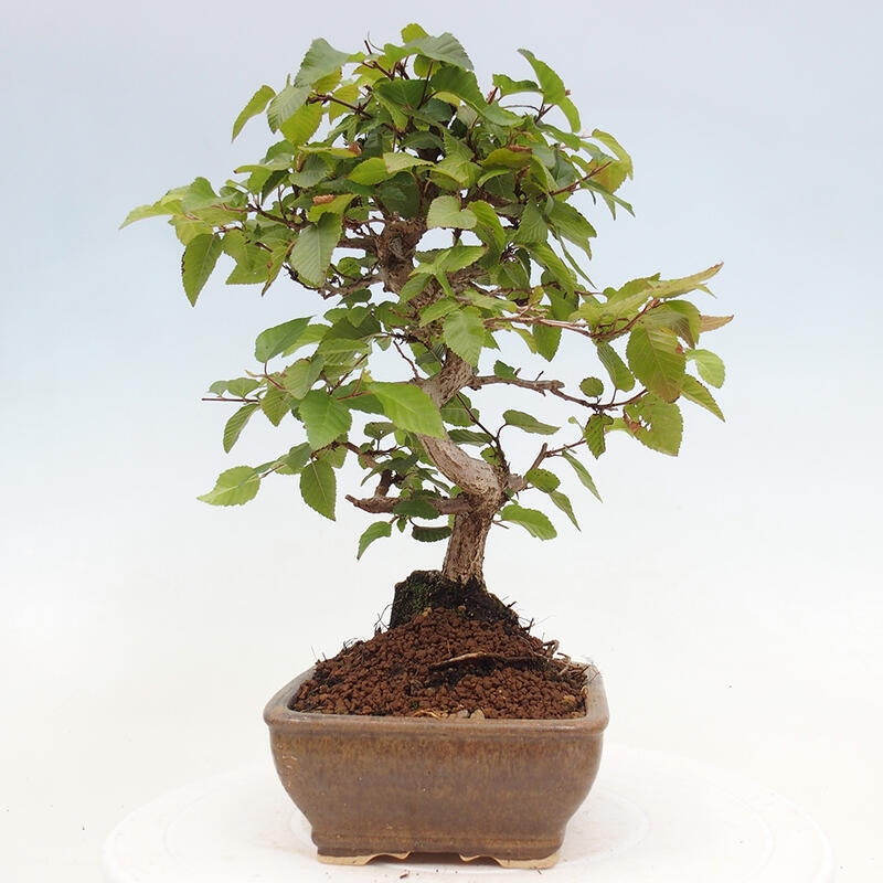 Venkovní bonsai -Carpinus CARPINOIDES - Habr korejský