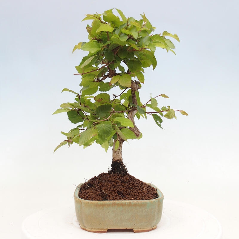 Venkovní bonsai -Carpinus CARPINOIDES - Habr korejský