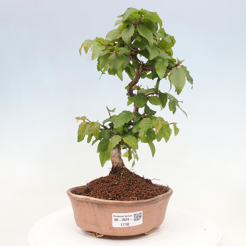 Venkovní bonsai -Carpinus CARPINOIDES - Habr korejský