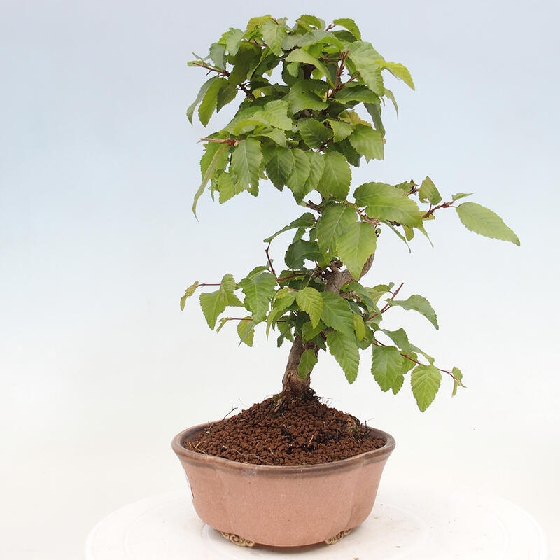 Venkovní bonsai -Carpinus CARPINOIDES - Habr korejský