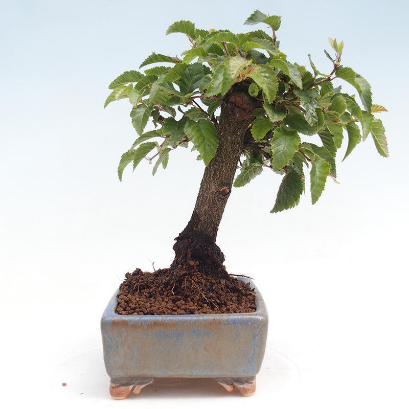 Venkovní bonsai -Carpinus CARPINOIDES - Habr korejský