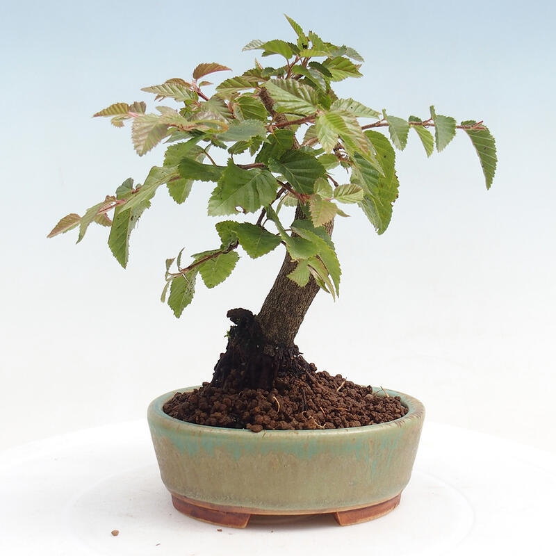 Venkovní bonsai -Carpinus CARPINOIDES - Habr korejský