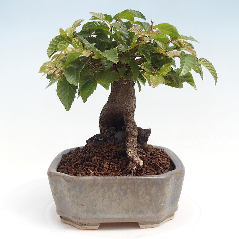 Venkovní bonsai -Carpinus CARPINOIDES - Habr korejský