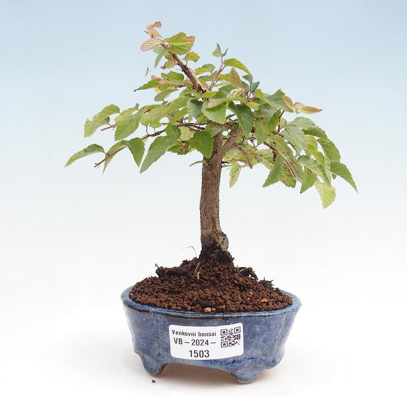 Venkovní bonsai -Carpinus CARPINOIDES - Habr korejský