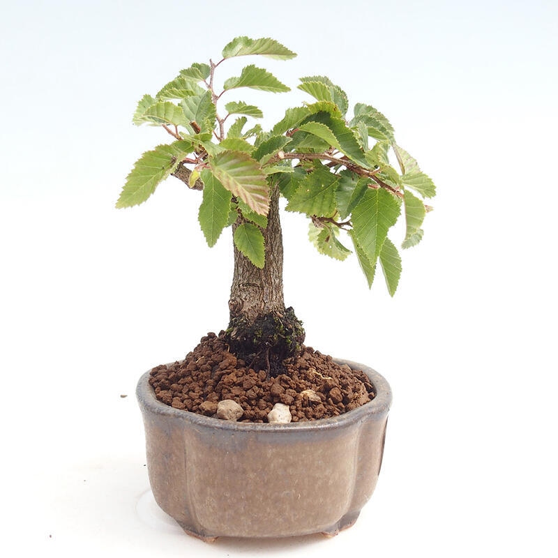 Venkovní bonsai -Carpinus CARPINOIDES - Habr korejský