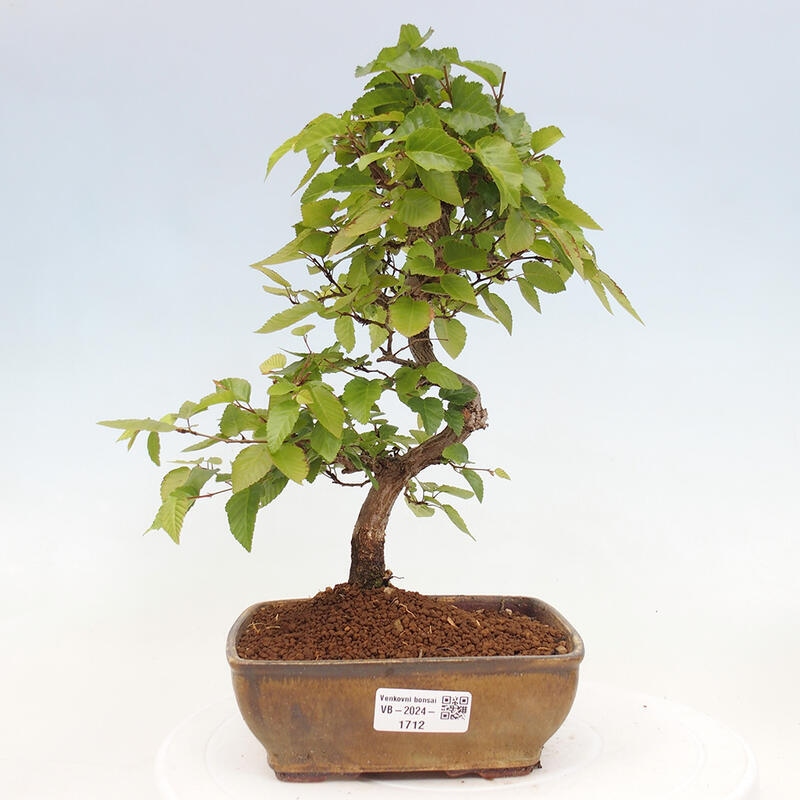 Venkovní bonsai -Carpinus CARPINOIDES - Habr korejský