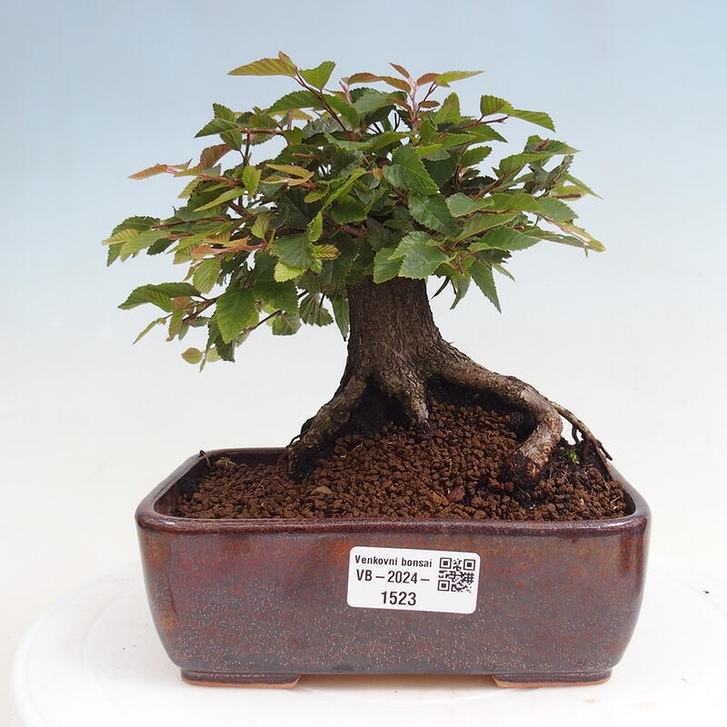 Venkovní bonsai -Carpinus CARPINOIDES - Habr korejský