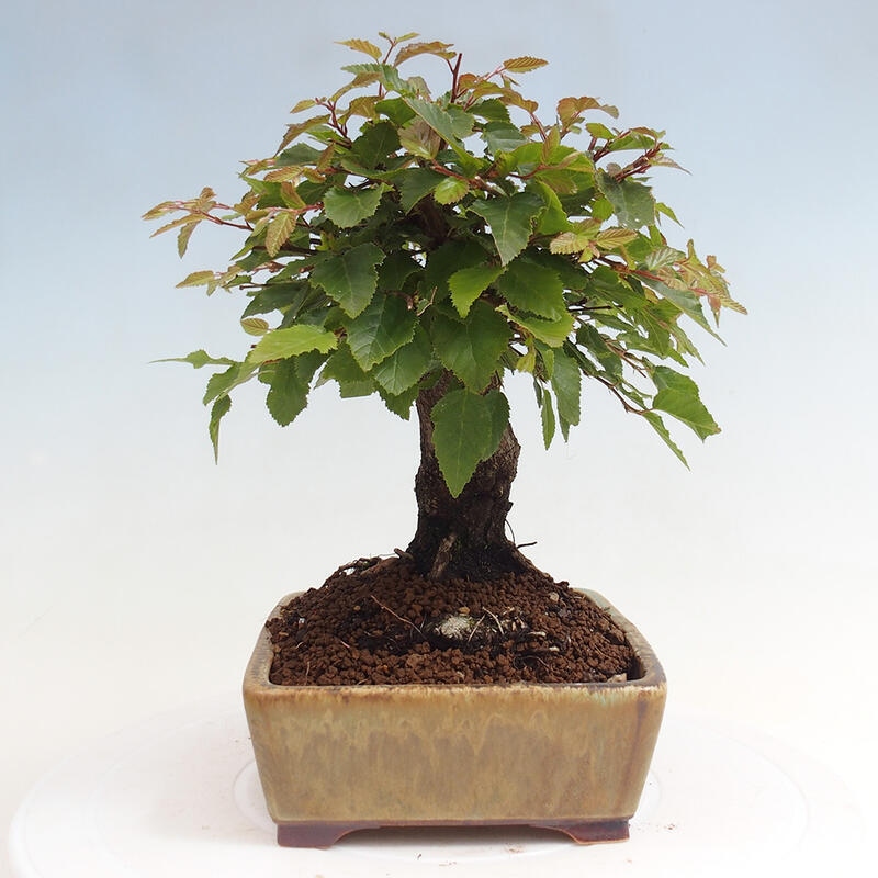 Venkovní bonsai -Carpinus CARPINOIDES - Habr korejský