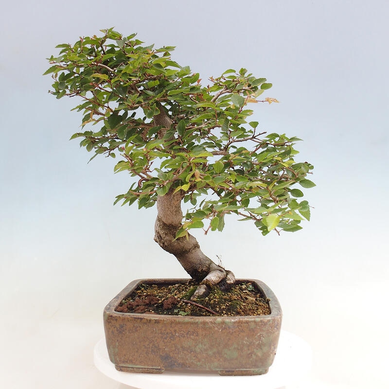 Venkovní bonsai -Carpinus CARPINOIDES - Habr korejský