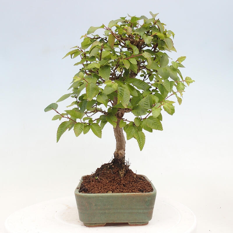 Venkovní bonsai -Carpinus CARPINOIDES - Habr korejský