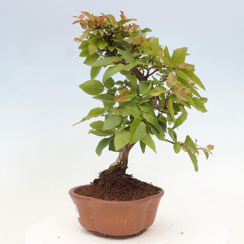 Venkovní bonsai -Carpinus CARPINOIDES - Habr korejský