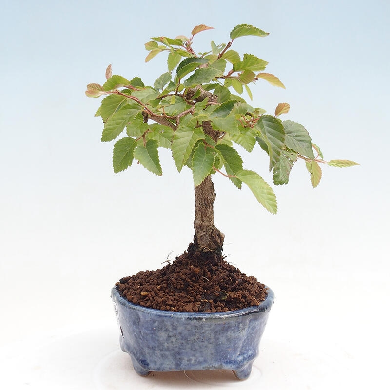 Venkovní bonsai -Carpinus CARPINOIDES - Habr korejský