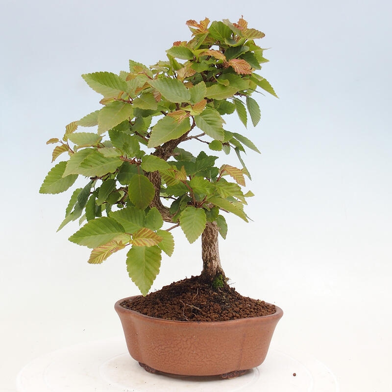 Venkovní bonsai -Carpinus CARPINOIDES - Habr korejský