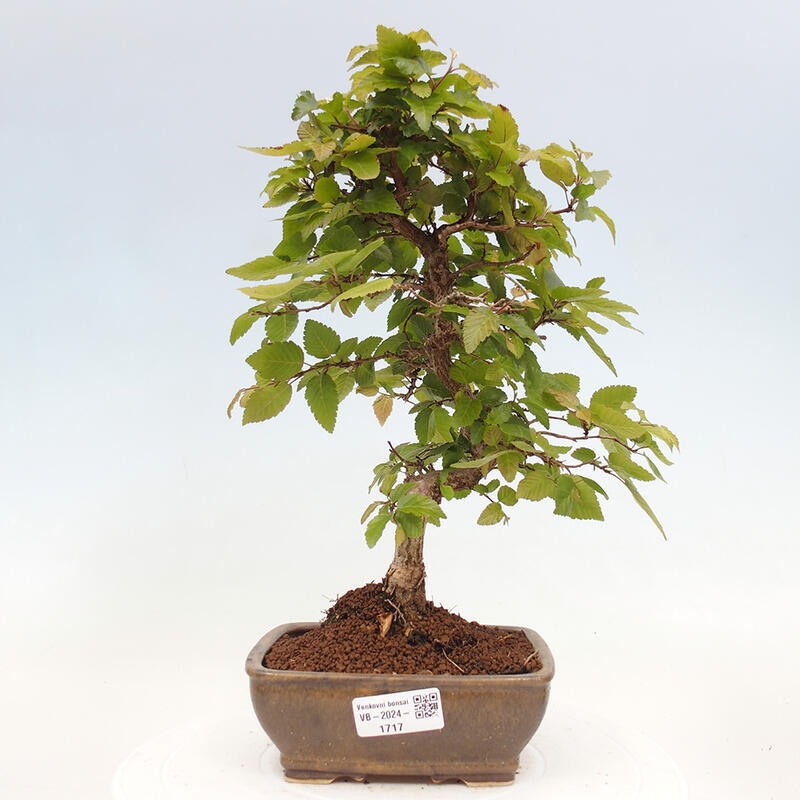 Venkovní bonsai -Carpinus CARPINOIDES - Habr korejský